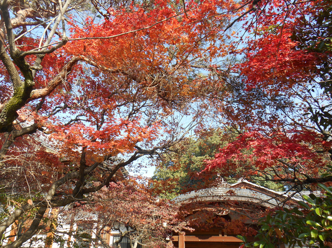 紅葉　- 2016年11月下旬 -